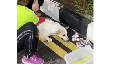 Photo of 槟升旗山多动物离奇死亡 石礼兴:现场散落食物疑被毒杀