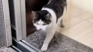Photo of 胖成小电驴被禁入电梯 虎斑猫好委屈网笑翻