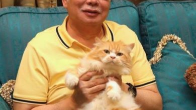 Photo of Kiky走了 纳吉爱猫离世 “她每天等我回家”