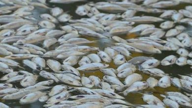 Photo of 毒藻类肆虐澳洲 数百种海洋生物死亡
