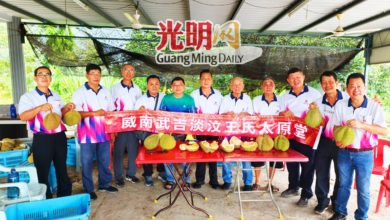 Photo of 果期相连 市场疲软 黑刺10年首次跌价40%