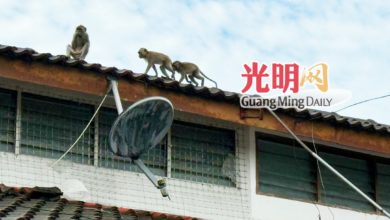 Photo of 翻垃圾扯电线破坏屋瓦 五公司花园群猴扰民