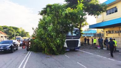Photo of 麦曼珍工业区树倒压车 男女司机受惊吓