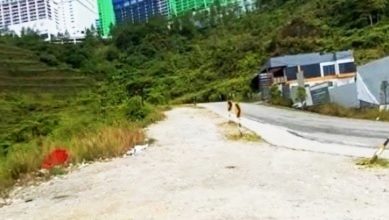 Photo of 【视频】云顶山坡沦为垃圾山？ 游客乱象引爆众怒