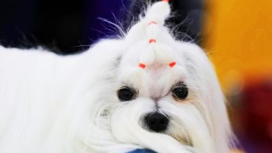 Photo of 象征时尚、有亲密感！ 韩国民众偏爱小型纯种犬