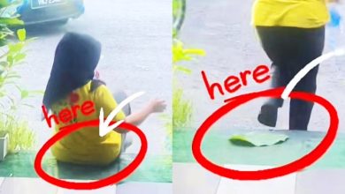 Photo of 【视频】公德心去哪了？女子摘商家植物叶子垫坐惹议