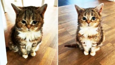 Photo of 【视频】15岁老猫萌如奶猫 原来它是“侏儒猫”