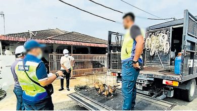 Photo of 住宅区非法养鸡 执法员上门充公开罚