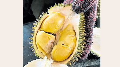 Photo of 江沙农研局榴梿节 每人50元包含餐食