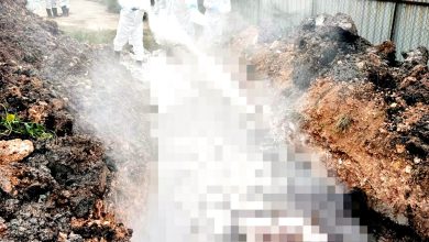 Photo of 威北养猪场爆非洲猪瘟〡槟兽医局证实 再有1农场沦陷