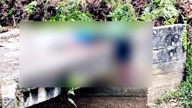 Photo of 油棕树倒砸死少年 警方列猝死案处理