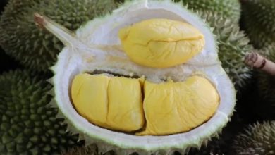 Photo of 中国加强检疫 越南榴梿出口减六成