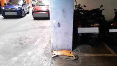 Photo of 十数只被毒杀抛下楼 虐猫狂再现 组屋居民报案