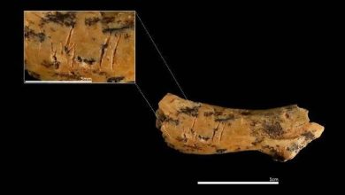 Photo of 史上最惊悚考古发现 85万年前幼童竟是“盘中餐”