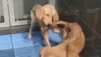 Photo of 黄金猎犬瘦成皮包骨！网炮轰宠物店促停售猫狗