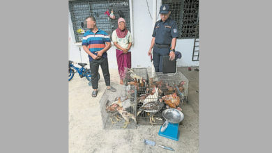 Photo of 罗兴亚人被揭违法 霸邻屋养鸡贩卖