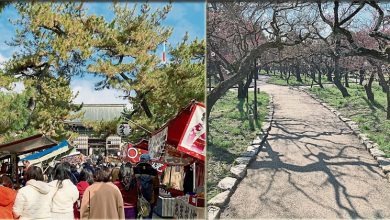 Photo of 【这里那里】逛市集 看梅花