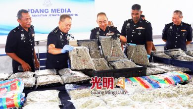 Photo of 酒店客房充货仓藏毒 槟警捣破起372万元大麻