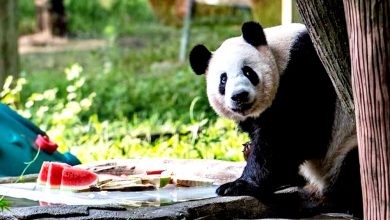 Photo of 近10年最短“三伏天” 陕西逾40度 熊猫吃西瓜消暑