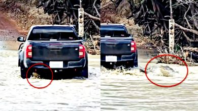 Photo of 货车渡河卡住 轮下突爬出鳄鱼
