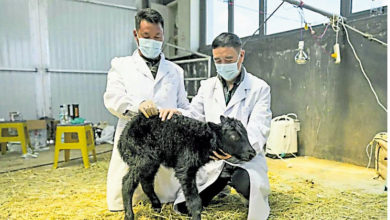 Photo of 创2世界首例 中成功复制牦牛及猵牛