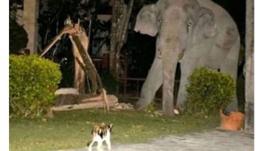 Photo of 3岁小猫坚守地盘  “喵吼功”吓退4吨重野象