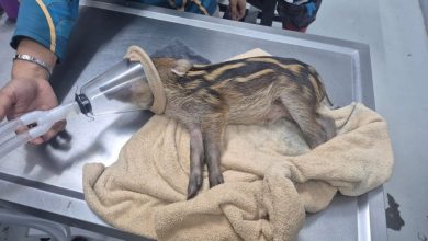 Photo of 小猪命危!马来男子急哭求救 全网赞:人性最美一幕