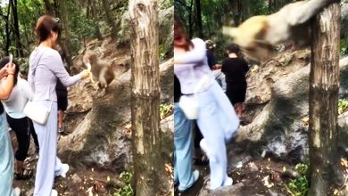 Photo of 香蕉逗猴遭猛踹 女游客跌落山谷