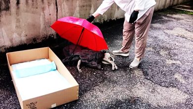 Photo of 小狗受困9天失足坠亡〡Pet Funeral免费善后 小灰明火化