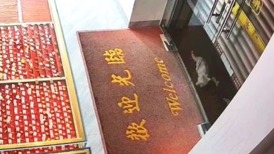 Photo of 【视频】猫咪头卡卷闸门下约1分钟 网友炸锅怒批粗心饲主“太不负责！”