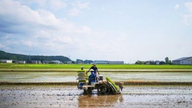 Photo of 日本米价暴涨！政府鼓励种田提升产量