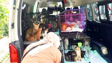 Photo of 印尼宠物收容所爆虐猫丑闻 冷冻柜藏数十猫尸