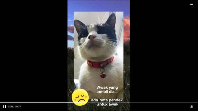 Photo of 芙蓉端姑查化医院爱猫失踪 医护人员:请把Leha还回来