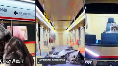 Photo of 【视频】萌宠博主4个月打造“猫咪地铁站” 模型逼真网民误为AI生成视频