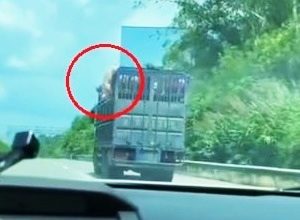 Photo of 猪跳车逃生摔地翻滚数圈 全程被行车记录仪拍下