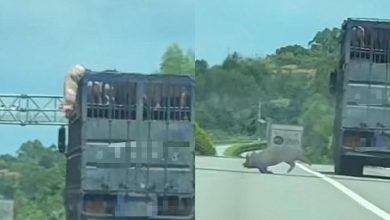 Photo of 翻滚猪跳车 视频疯传2400万次