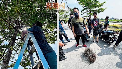 Photo of 减少鸦粪传播病菌 吉辇太子城除37乌鸦窝