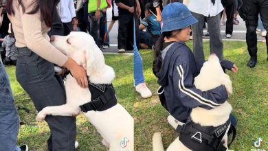 Photo of 警犬Teddy国庆撒娇卖萌 网友: 任务要黄了