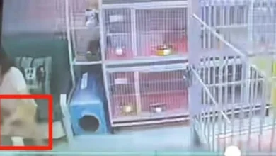 Photo of 只因心情不好 女子猫咖包房虐死4猫