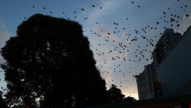 Photo of 百鸟归巢日夜扰民 卖房看屋避鸟啼时段