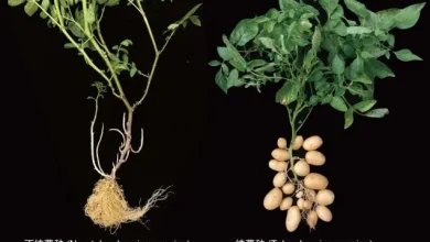 Photo of 科学家揭马铃薯身世之谜 它的“妈妈”竟然是番茄