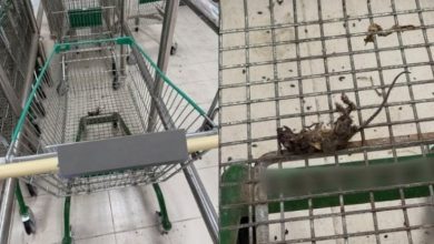 Photo of 推车有干尸 地上有粪便 超市处处有老鼠好吓人