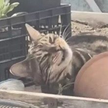 Photo of 猫薄荷“魅力”太强？ 虎斑猫狂吸“爽翻天”
