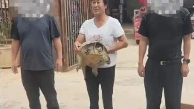 Photo of 鳄龟爬出池被抱走主人祈归还 “希望善待别下肚”