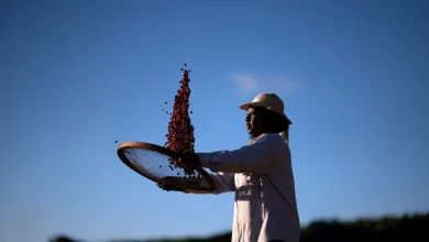 Photo of 美对巴西课征50%关税 中国批准183家巴西咖啡商进口