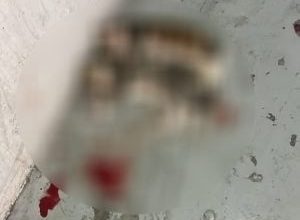 Photo of 公寓楼道惊现两具猫尸！疑男童拎走虐杀掀众怒