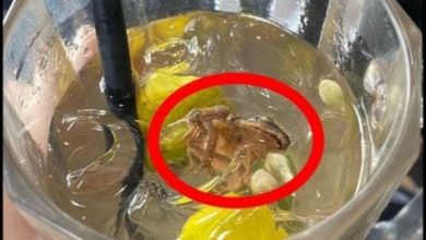 Photo of 酸梅冰喝一半惊见死青蛙 女子当场反胃：太恶心了！