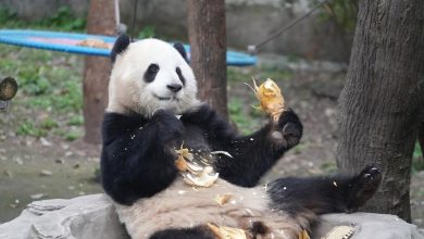 Photo of 中国重庆破40度高温 熊猫热坏暂停展出