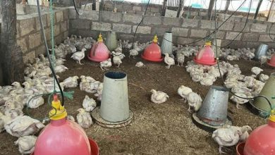 Photo of 非洲赞比亚中国籍女农场主遭撕票 下属涉谋财害命后埋尸潜逃