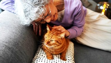 Photo of 猫也会失智 料成治疗阿尔茨海默症新突破